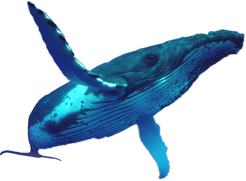 whale